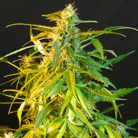 Семена конопли Auto AK-47